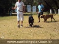 Fila Brasileiro Eventos Canil Singular